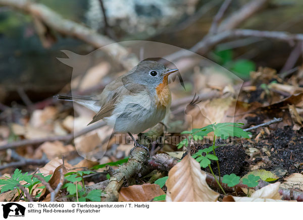 sitting Red-breasted Flycatcher / THA-06640