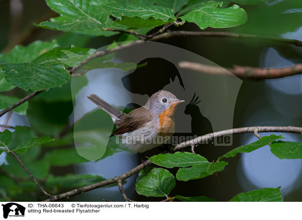 sitting Red-breasted Flycatcher / THA-06643
