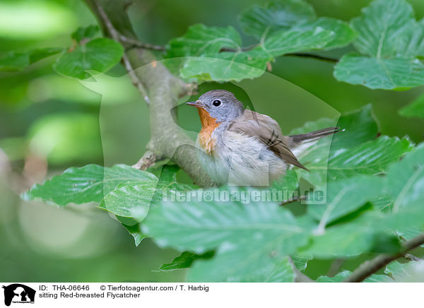 sitting Red-breasted Flycatcher / THA-06646