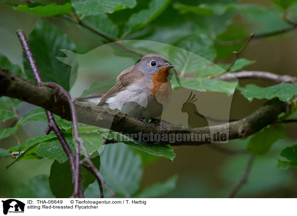sitting Red-breasted Flycatcher / THA-06649