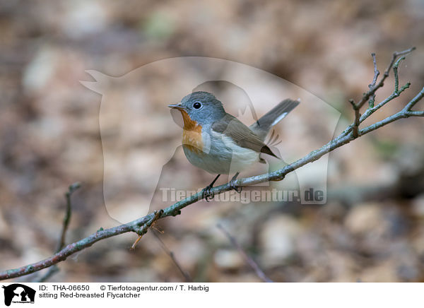 sitting Red-breasted Flycatcher / THA-06650