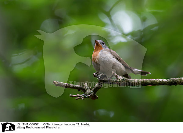 sitting Red-breasted Flycatcher / THA-06657