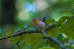 sitting Red-breasted Flycatcher
