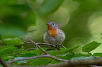 sitting Red-breasted Flycatcher