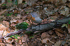 sitting Red-breasted Flycatcher