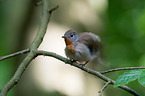 sitting Red-breasted Flycatcher