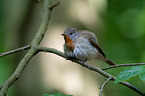 sitting Red-breasted Flycatcher