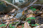 sitting Red-breasted Flycatcher
