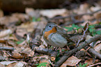 sitting Red-breasted Flycatcher
