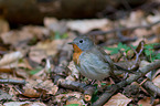 sitting Red-breasted Flycatcher