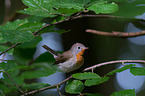 sitting Red-breasted Flycatcher