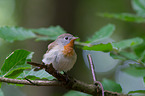 sitting Red-breasted Flycatcher