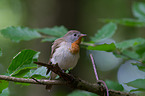 sitting Red-breasted Flycatcher