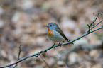 sitting Red-breasted Flycatcher
