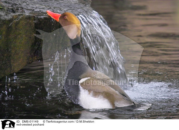 Kolbenente / red-crested pochard / DMS-01149