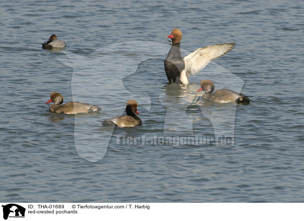 Kolbenenten / red-crested pochards / THA-01689