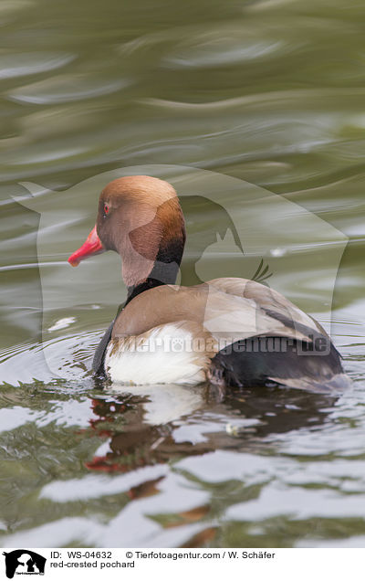 Kolbenente / red-crested pochard / WS-04632