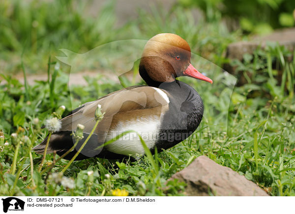 red-crested pochard / DMS-07121