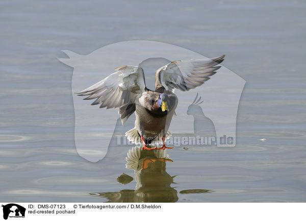 red-crested pochard / DMS-07123