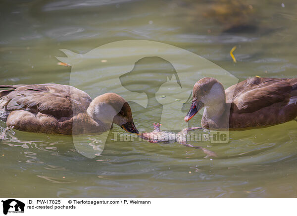 red-crested pochards / PW-17825