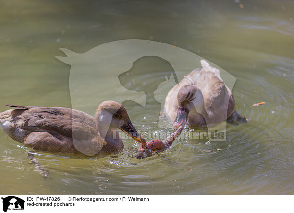 red-crested pochards / PW-17826