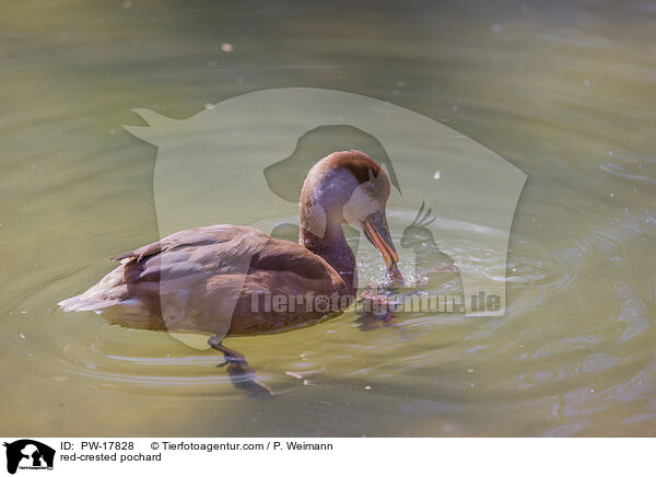 Kolbenente / red-crested pochard / PW-17828