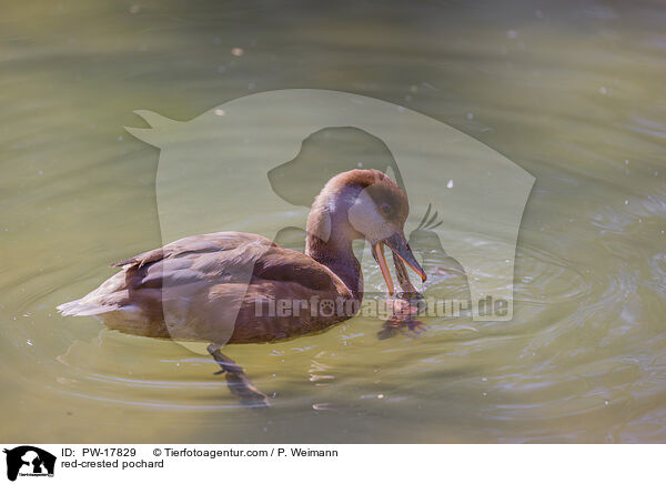 Kolbenente / red-crested pochard / PW-17829