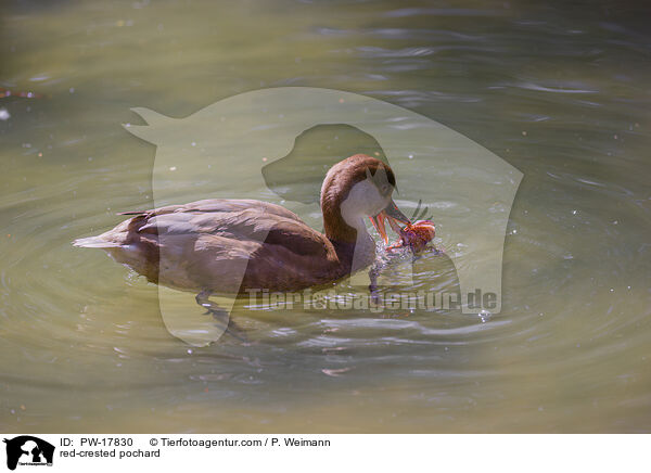 Kolbenente / red-crested pochard / PW-17830