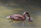 red-crested pochard