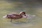 red-crested pochard