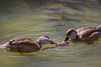 red-crested pochards