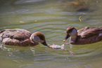 red-crested pochards