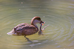 red-crested pochard