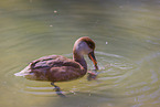 red-crested pochard