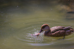 red-crested pochard