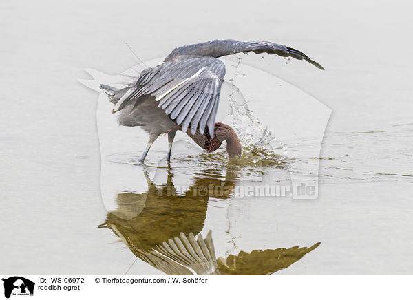 reddish egret / WS-06972