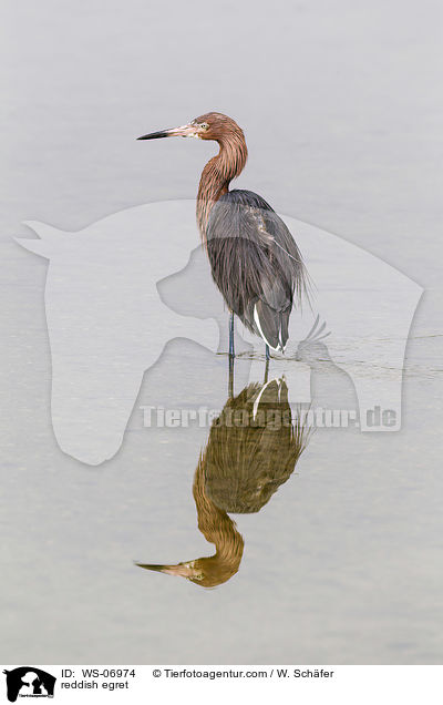 reddish egret / WS-06974