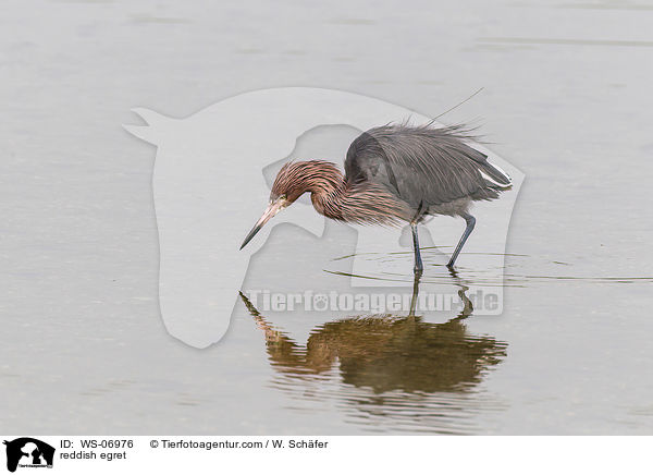 reddish egret / WS-06976