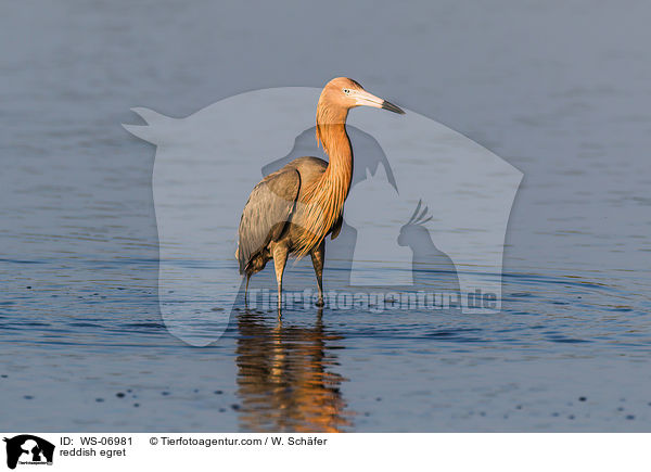 reddish egret / WS-06981