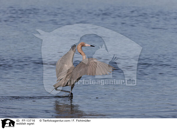 Rtelreiher / reddish egret / FF-13716
