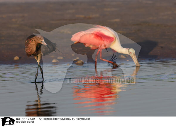 reddish egret / FF-13720