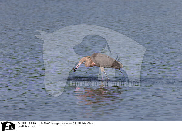 Rtelreiher / reddish egret / FF-13729