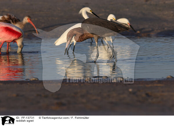 reddish egret / FF-13731