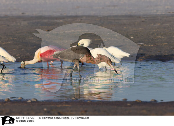Rtelreiher / reddish egret / FF-13733