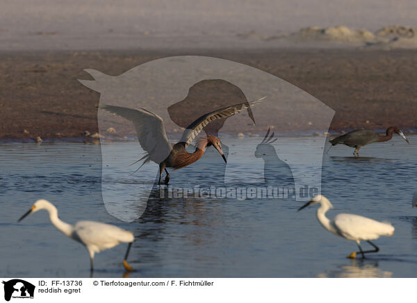 Rtelreiher / reddish egret / FF-13736