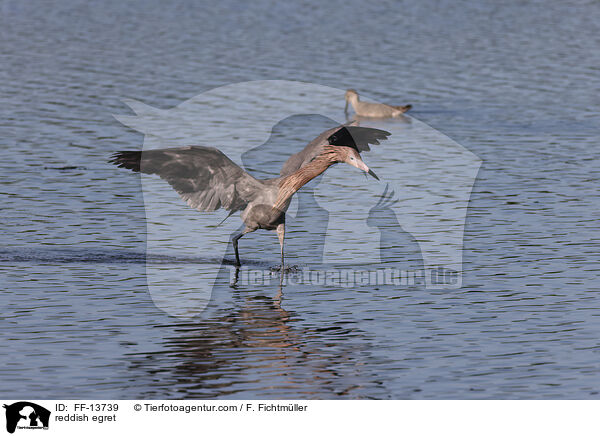 reddish egret / FF-13739