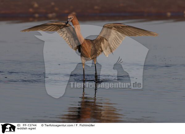reddish egret / FF-13744