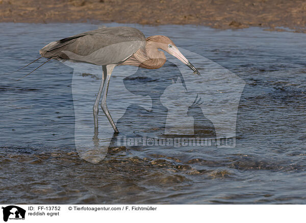 reddish egret / FF-13752