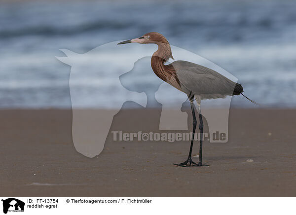 reddish egret / FF-13754