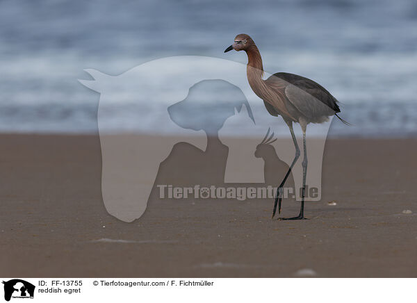 reddish egret / FF-13755